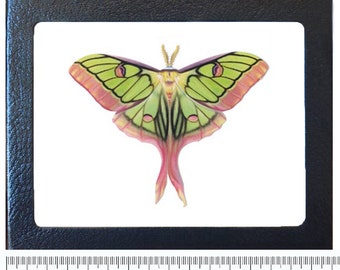 Actias dubernardi x Graellsia isabellae HYBRID REPLICA framed green pink comet moth