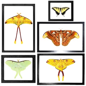 May include: Four framed butterfly and moth specimens. The top left frame shows a yellow and brown moth with long antennae. The top right frame shows a yellow and black butterfly with black antennae. The bottom left frame shows a green moth with long antennae. The bottom right frame shows a yellow and brown moth with long antennae.
