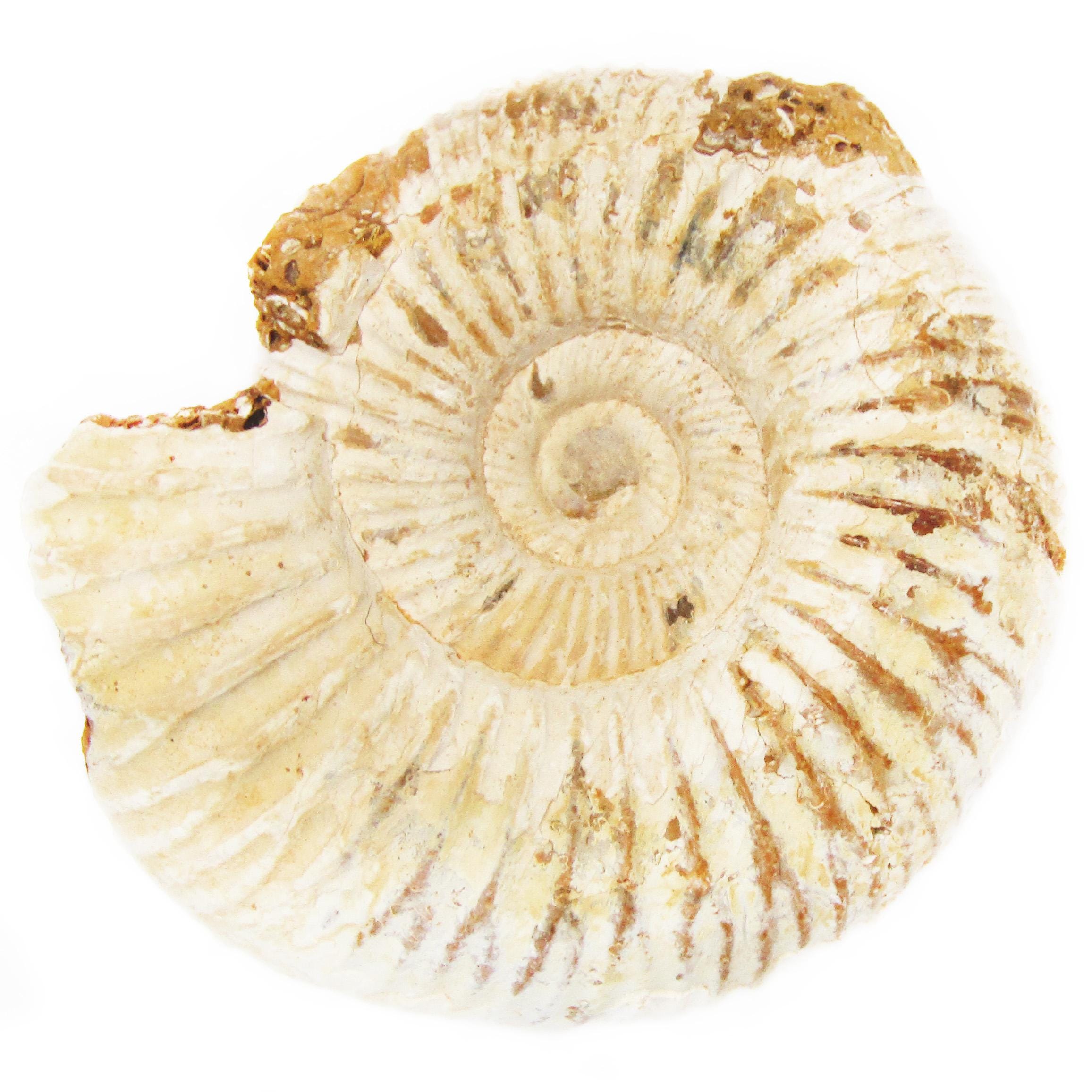 Perisphinctes Ammonite Fossil Extinct Marine Arthropod Specimen 160 ...