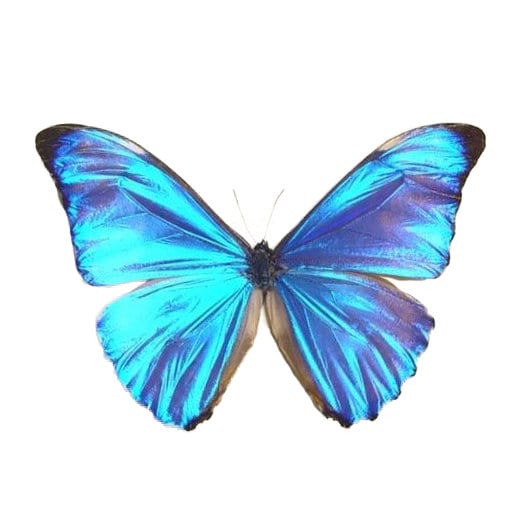 Morpho Aurora Blue Butterfly Peru - Etsy