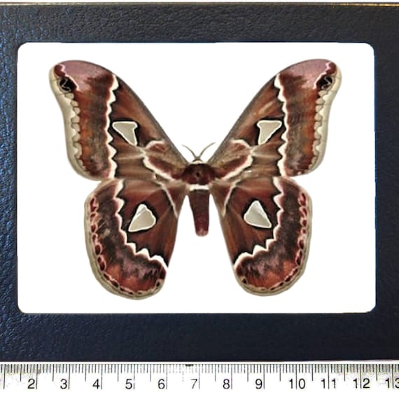 Rothschildia Cincta Saturn Moth Arizona - Etsy