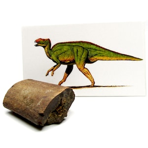 May include: A fossilized dinosaur bone next to a drawing of a green dinosaur with red and yellow accents. The dinosaur is walking on all fours.