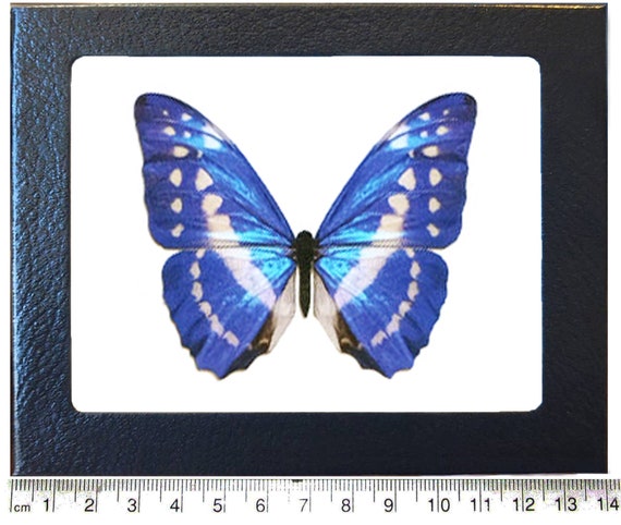 コロンビア産キプリスモルフォMorpho cypris 1