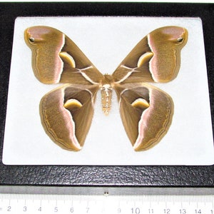 May include: A brown and pink moth with white markings is displayed in a black frame with a white background. The moth is approximately 10 cm wide.