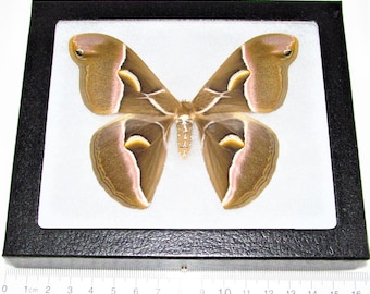 Samia cynthia REAL saturn moth China