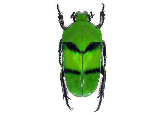 HELLOS Beetle TARP Chacoal greenカラー HELLOS Beetle TARP CG カラー ポールセット - メルカリ