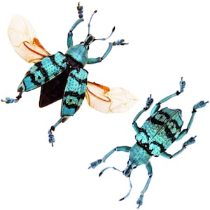 May include: Two blue and black beetles with intricate patterns on their wings. One beetle is flying with its wings spread out, while the other beetle is on the ground with its legs extended.
