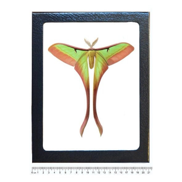 Actias dubernardi まとめて4♂セット Actias Dubernardi - Etsy