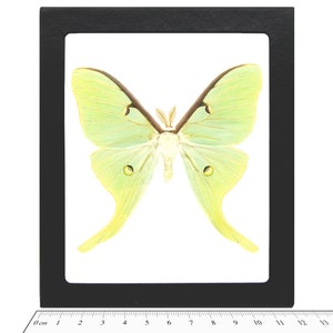 Actias luna green moon saturn moth USA