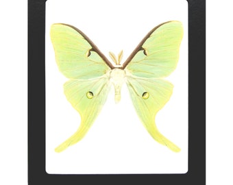 Actias luna green moon saturn moth USA