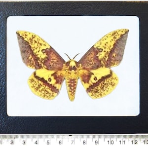May include: A framed butterfly specimen with yellow and brown wings, showcasing a detailed pattern of spots and markings. The butterfly is centered on a white background within a black frame. The frame includes a ruler with markings in centimeters.