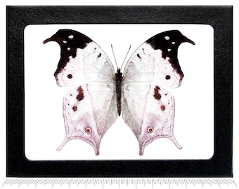 Puede incluir: Una impresión enmarcada que muestra una mariposa con alas blancas, puntas negras y manchas de color rojo oscuro. La mariposa está centrada en un marco rectangular negro. Una regla en la parte inferior muestra un ancho de unos 34,3 cm.