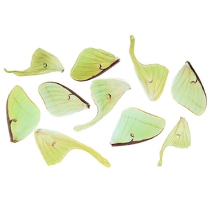 lot of 10 green Actias luna moth wings