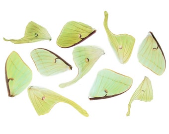 lot of 10 green Actias luna moth wings