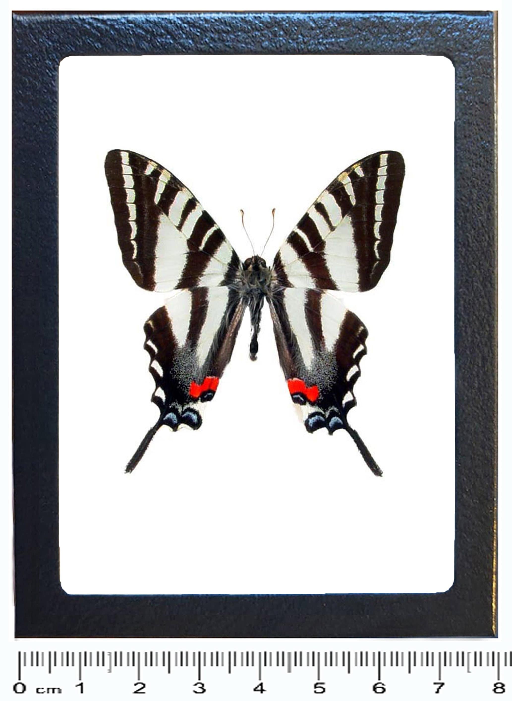 Eurytides Marcellus ONE Real Butterfly Black White Red Zebra