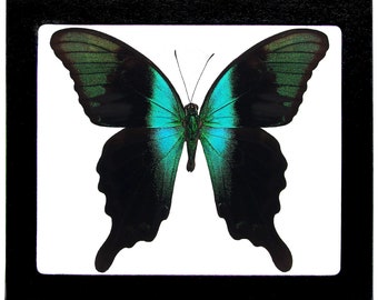 May include: A framed butterfly specimen with black wings and a vibrant turquoise and green iridescent pattern. The butterfly is approximately 10 cm wide.
