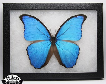 Morpho Didius Blue Butterfly Peru - Etsy