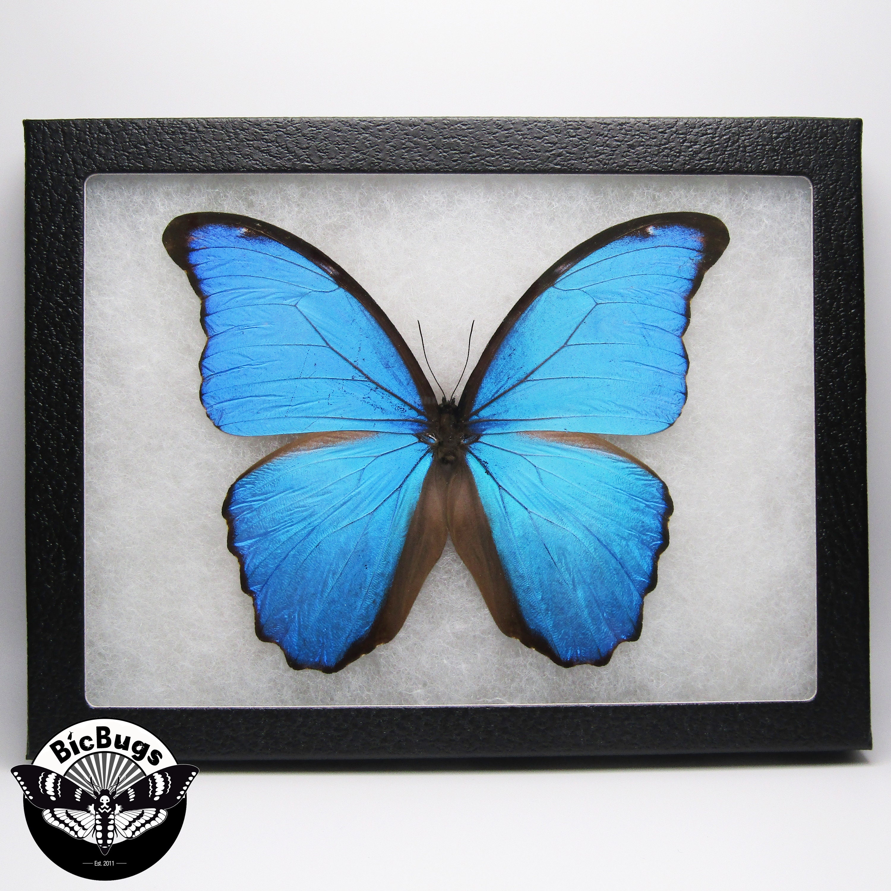 Morpho Didius Blue Butterfly Peru - Etsy