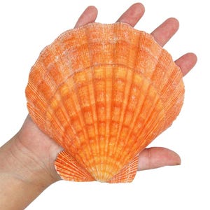 May include: A large, orange scallop shell with a textured surface. The shell is held in a hand, showcasing its size and intricate details. The shell's color ranges from light to deep orange.
