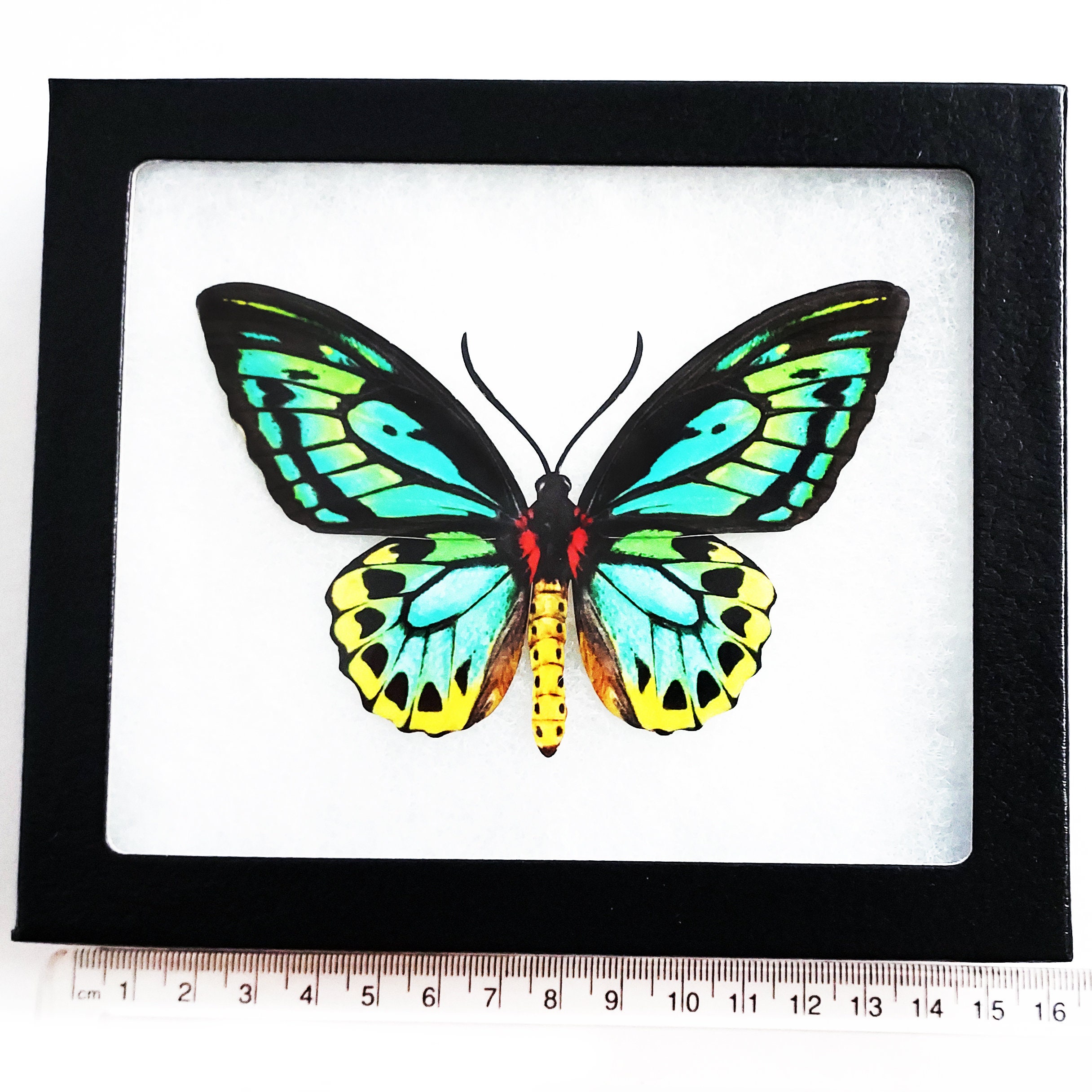 Ornithoptera priamus ♂♀ 標本 Ornithoptera priamus ♂♀ 標本