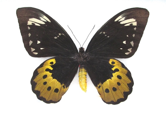 Ornithoptera Goliath Supremus FEMALE Birdwing Black Gold Butterfly