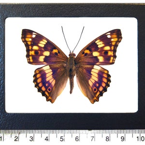 Apatura ilia purple emperor butterfly China