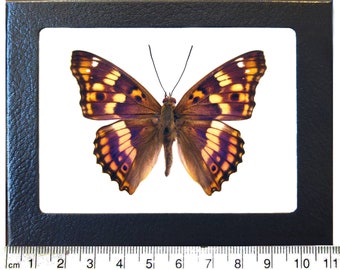 May include: A framed butterfly specimen with brown, orange, and purple wings. The butterfly is mounted on a white background and measures approximately 6 cm in length.
