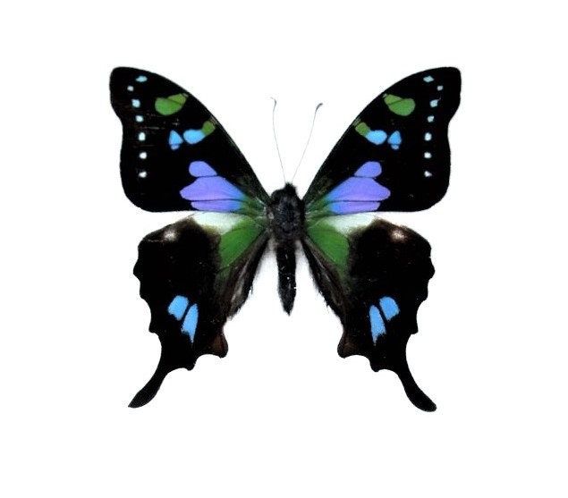 Graphium weiskei One Real Butterfly Pink Blue Purple Indonesia