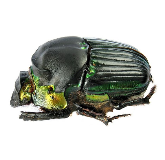 Diabroctis Mimas ONE Real Green Black Scarab Dung Beetle Pinned