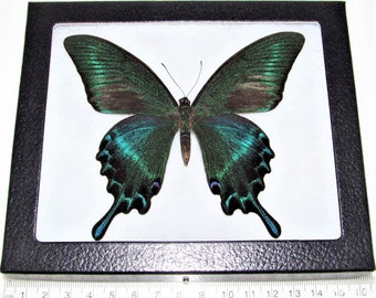 Papilio maacki summer form One Real Butterfly blue green China