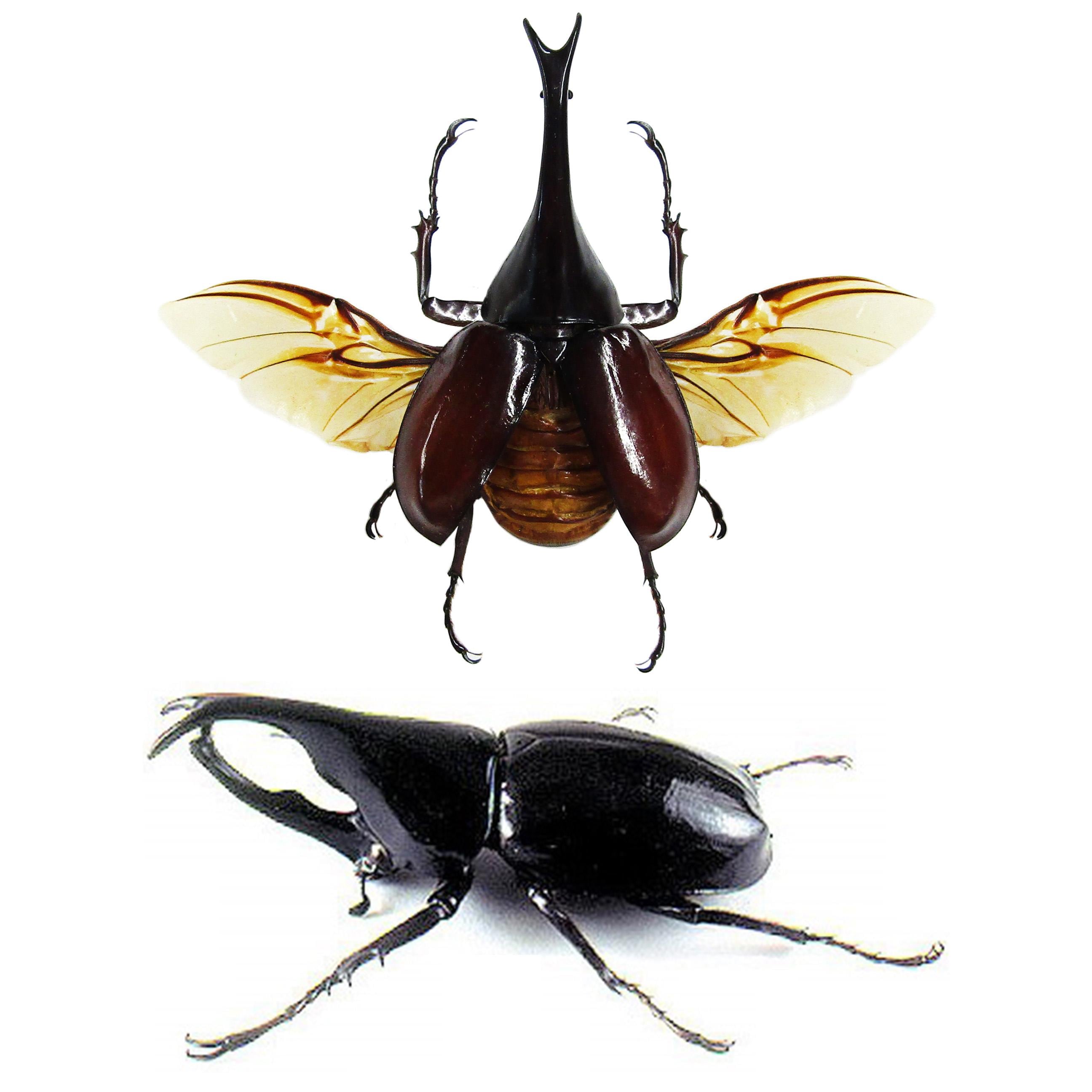 昆虫標本.3 RHINOCEROS BEETLE Framed Three-horned Rhinoceros Beetle: Chalcosoma Atlas Display - Etsy