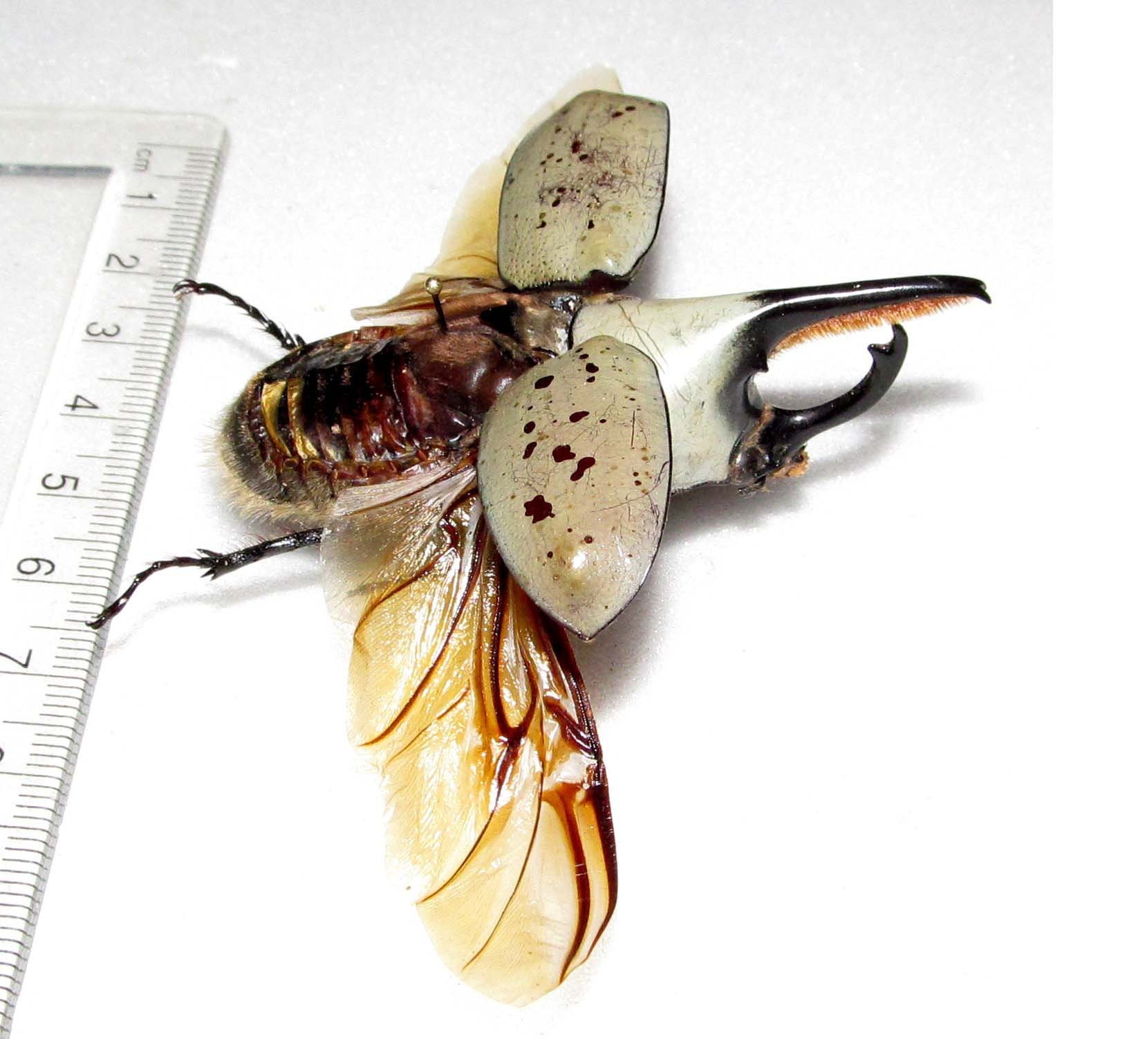 Dynastes Granti Hercules Beetle Wings Spread Mounted Pinned Etsy Canada