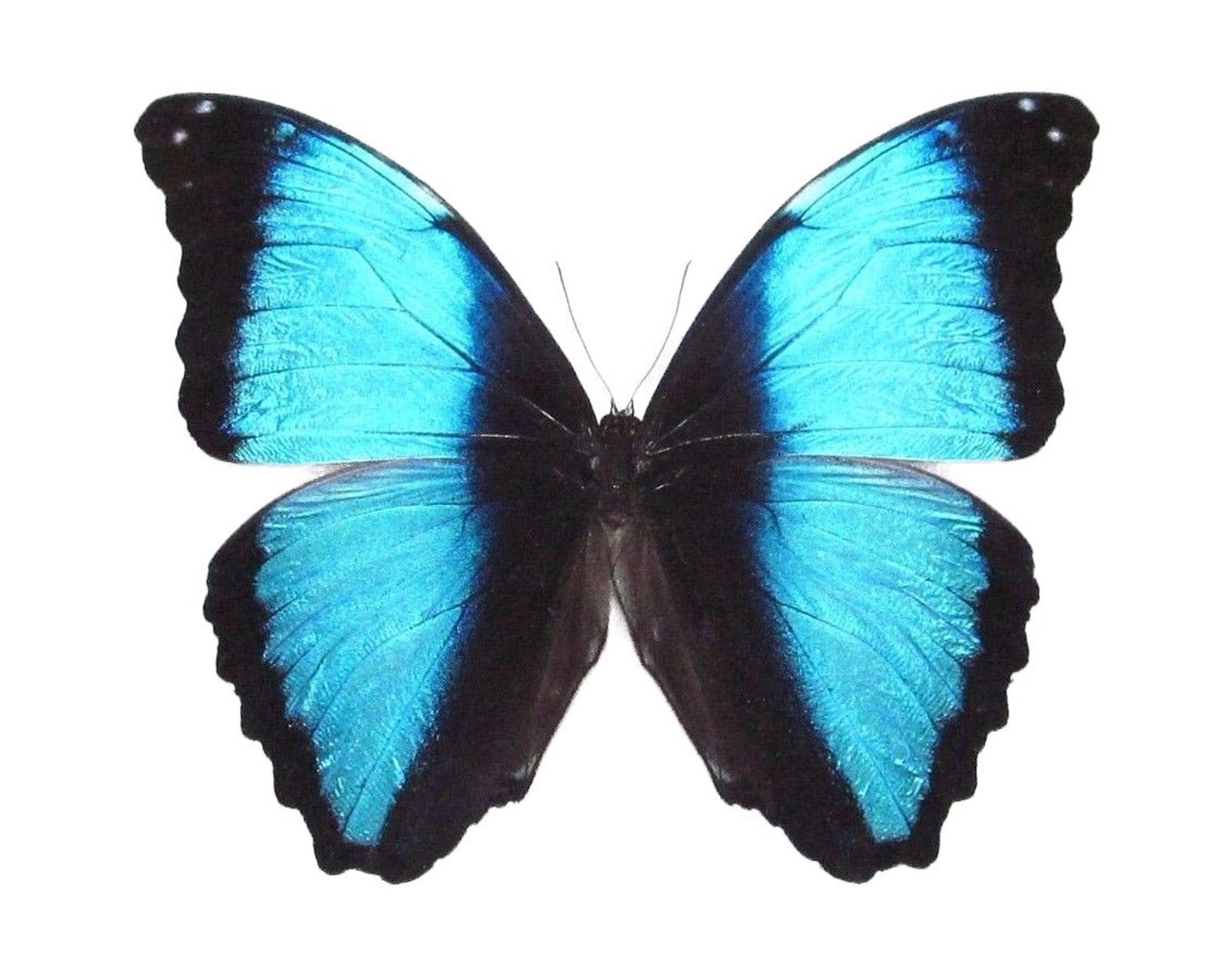 Morpho Uraneis