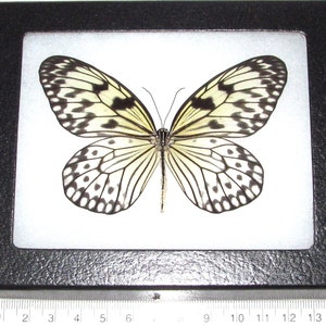 Idea leuconoe black white rice paper butterfly Indonesia Wings spread+framed