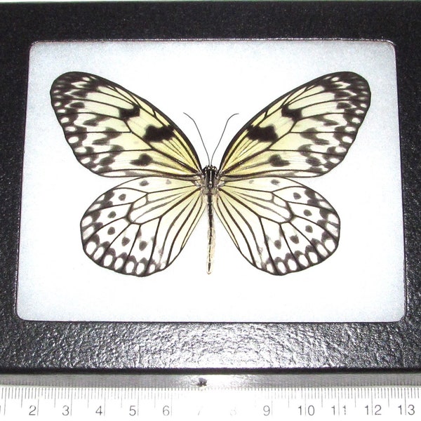 Idea leuconoe black white rice paper butterfly Indonesia