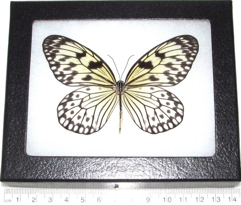 Idea leuconoe black white rice paper butterfly Indonesia Wings spread+framed