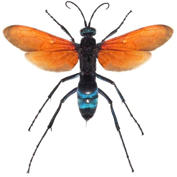 Tarantula Hawk Pepsis Formosa Wasp Real Red Orange Etsy 日本