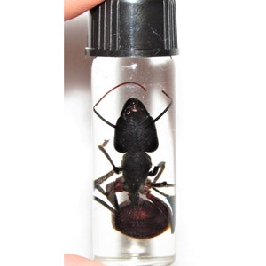 May include: A black ant preserved in a clear glass vial with a black screw-top lid. The ant is positioned on its back with its legs extended.