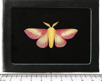 Dryocampa rubicunda REPLICA BLACK BACKGROUND framed pink rosy maple moth usa