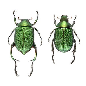 Chrysophora chrysochlora Real green scarab beetle pair male female Unmounted Packaged Ecuador