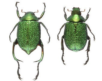 Hoplia Coerulea One Real Metallic Blue Scarab Beetle Unmounted