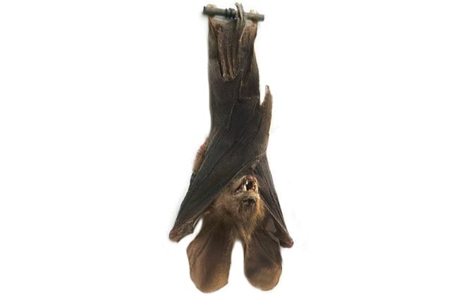 Back Hanging Rousettus Leschenaulti Real Hanging Bat Indonesian Taxidermy Back Hanging Rousettus Leschenaulti Real Hanging Bat Indonesian Taxidermy