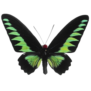 Real Framed Birdwing Butterflies Green Trogonoptera Brookiana Pair Indonesia Insect Taxidermy Real Framed Birdwing Butterflies Green Trogonoptera Brookiana Pair Indonesia Insect Taxidermy