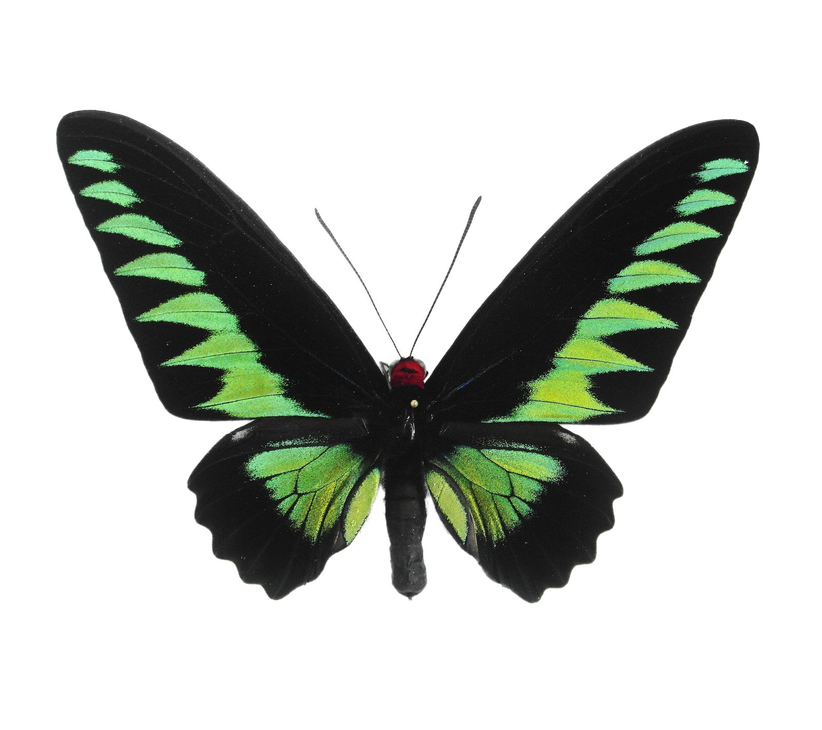 Trogonoptera brookiana raja brook's birdwing butterfly green blac…