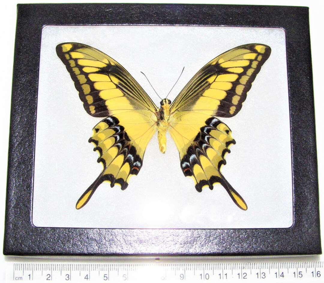 Papilio Thoas King Swallowtail Verso Yellow Black Butterfly Peru - Sweden