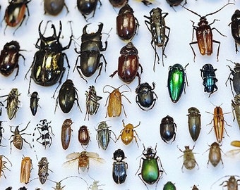 Assorted beetles bugs insects Wholesale Mix Lot Collection Choose 1, 5, 10, 25, or 50 pieces