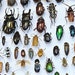 see more listings in the Beetles section