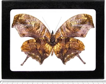 Anaea fabius ONE real butterfly leaf mimic verso Peru