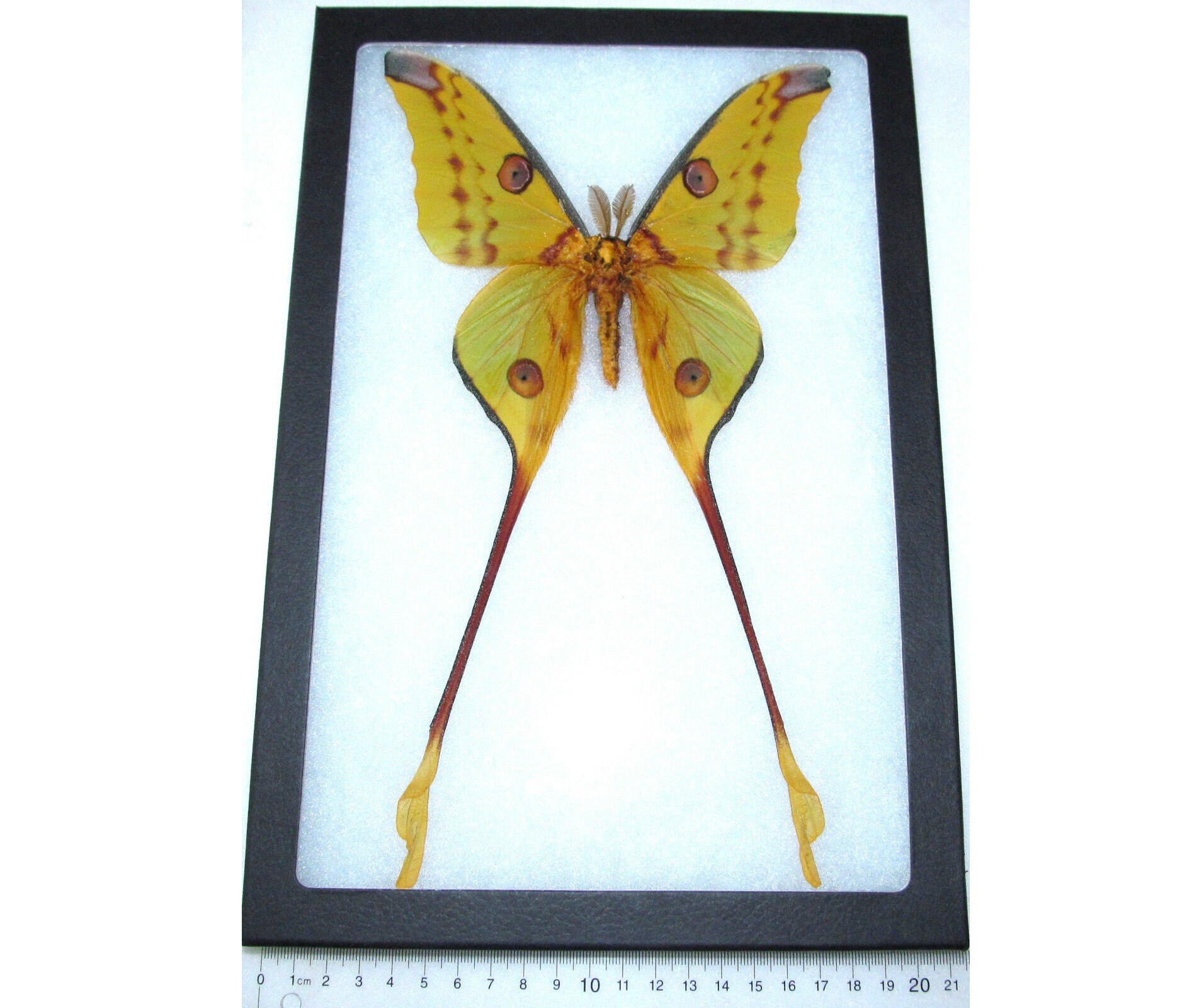 Argema mittrei male framed comet moth Madagascar