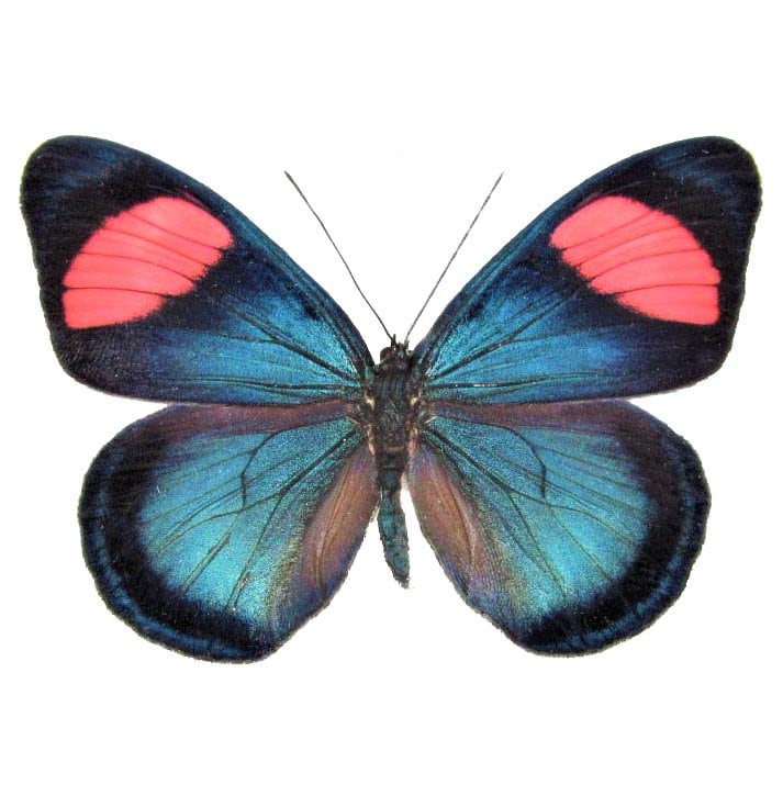 Batesia Hypochlora One Real Butterfly Pink Blue Peru - Etsy